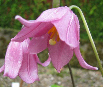 Lilium amoenum